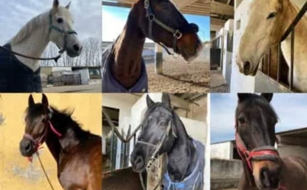 Localizados en Palencia los doce caballos robados del Centro Ecuestre Overuela