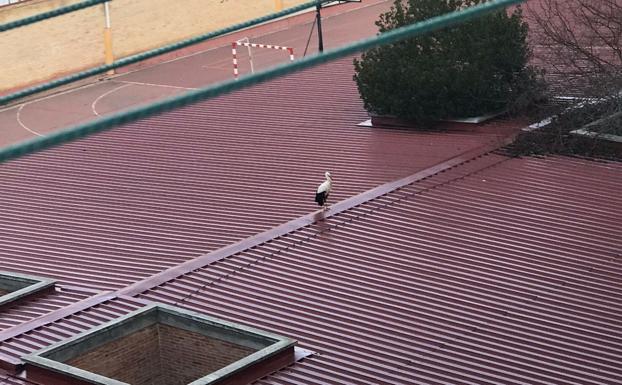 Una cigüeña en un tejado de Valladolid pone en jaque a vecinos y bomberos