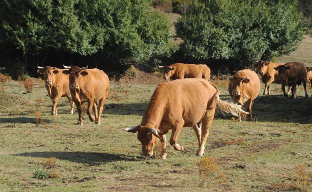 Los pecados de la carne