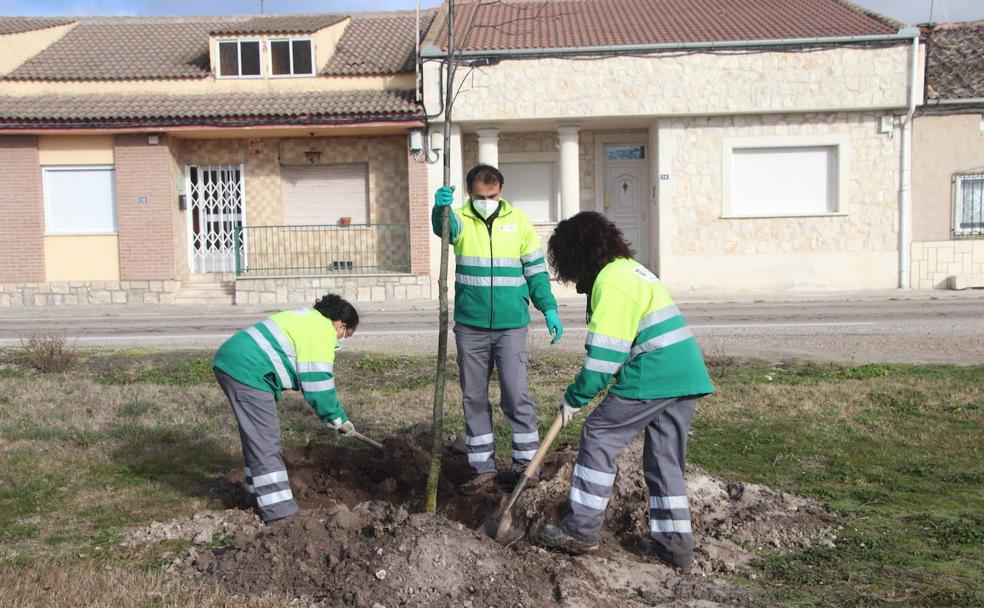 Nueva sombra para los barrios y zonas verdes