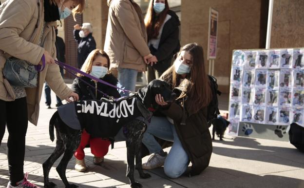 La protectora «Siempre Fiel» ha llevado a cabo una jornada de adopción y recogida de pienso en el Corte Inglés
