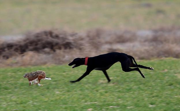 Dos galgos de Castilla y León pasan a la fase de cuartos de final que acogerá Nava del Rey