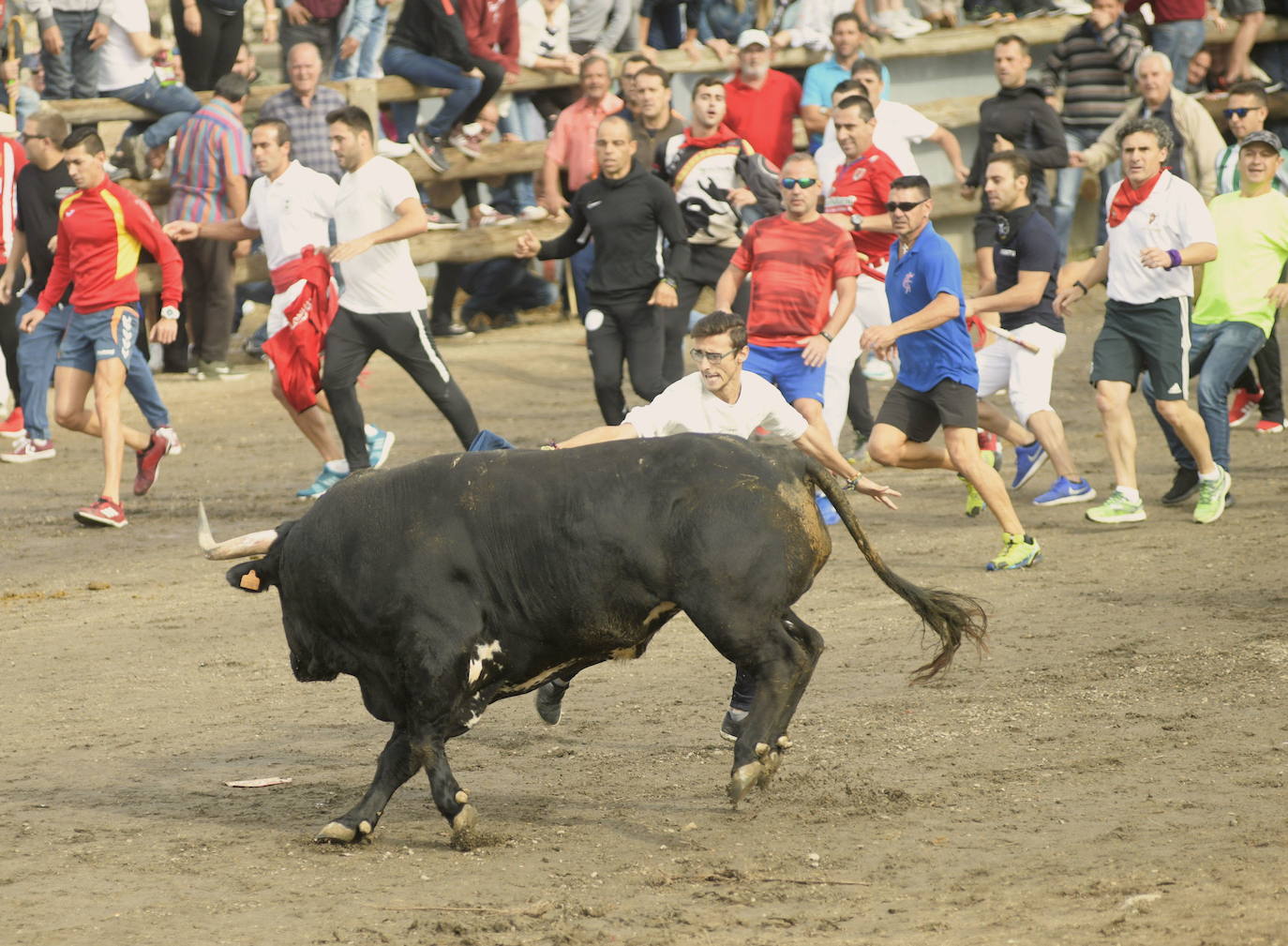 El Pacma estudia presentar alegaciones contra la ordenanza del Toro de la Vega