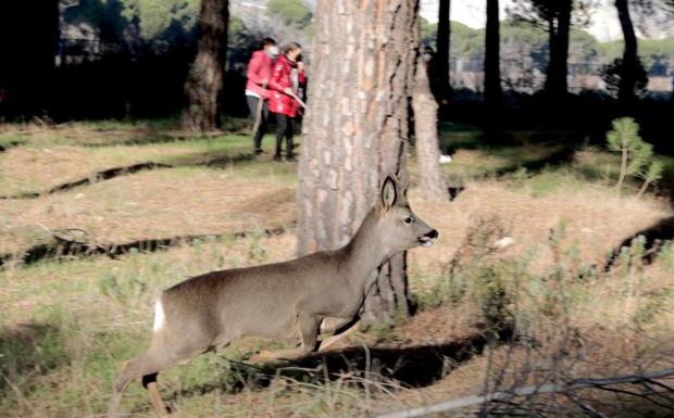 Los corzos ocupan ya una de las zonas más humanizadas del pinar de Traspinedo