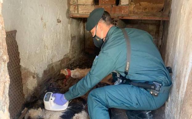 Investigan a un vecino de Guardo por dejar morir de inanición a tres perros