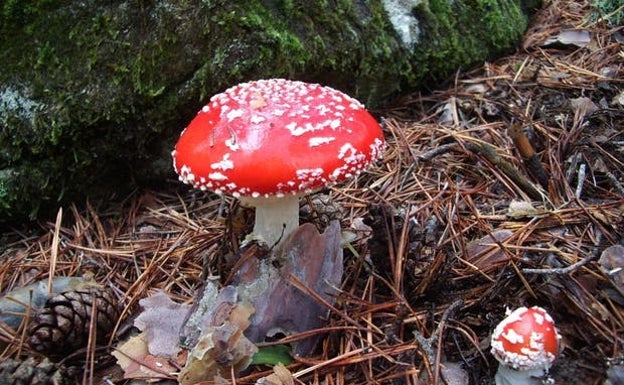 Los permisos de recolección del Parque Micológico Montes de Soria ya están a la venta