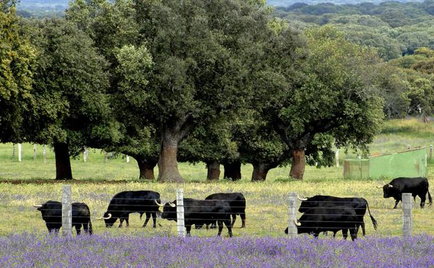 La Diputación sitúa la provincia de Salamanca en Fitur como el «reino del toro bravo»