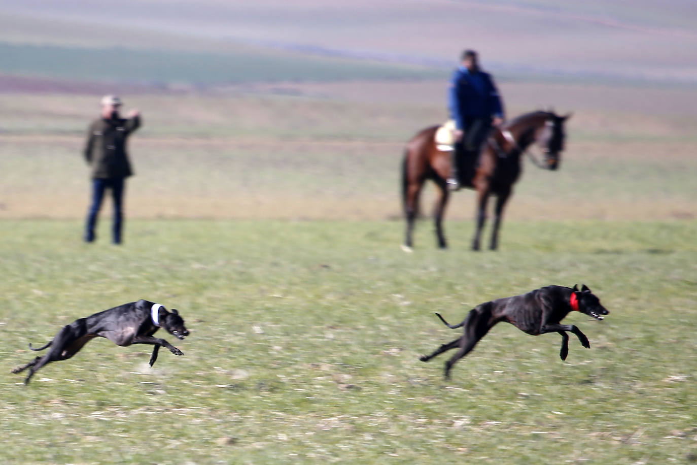 La galga Pícara de Morix consigue la última plaza para las semifinales del Nacional