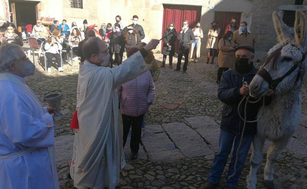 La Alberca recuerda la solidaridad del pueblo en la rifa del marrano de San Antón