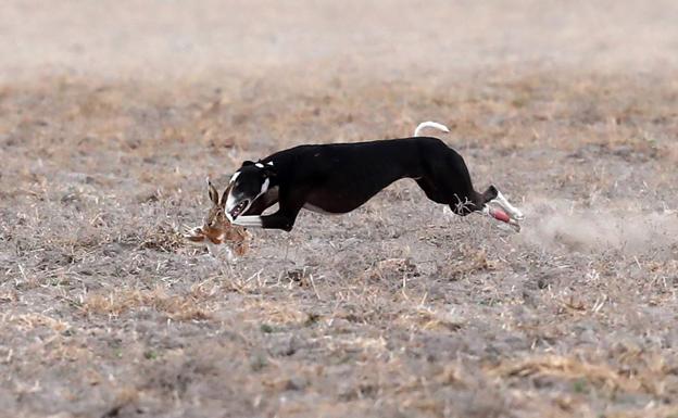 El Nacional de Galgos regresa hoy a Nava del Rey con las semifinales