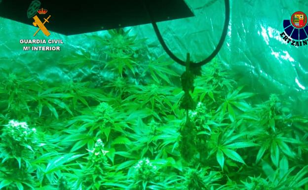 Descubren 400 plantas de marihuana en una vivienda de un pueblo de Burgos