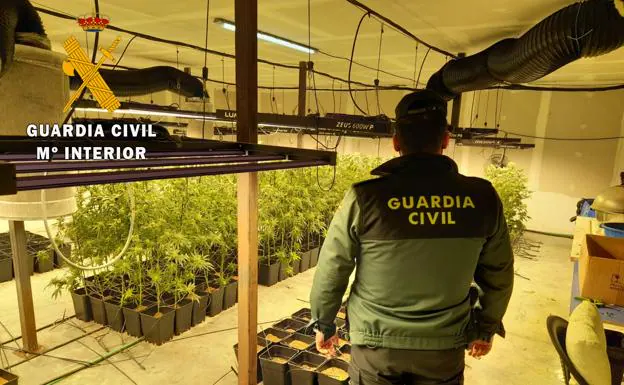 Un detenido tras desmantelarse una plantación indoor de marihuana en Calvarrasa de Abajo