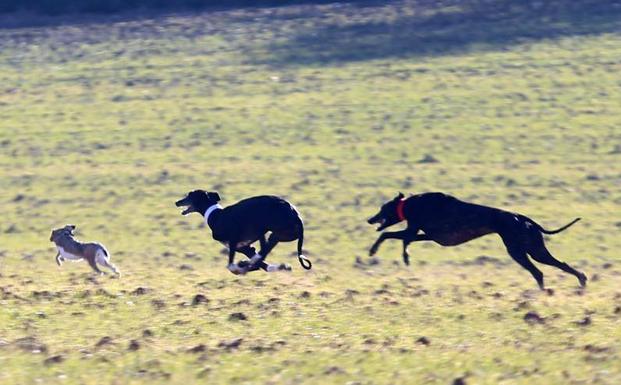 La galga Pícara de Morix se medirá con Rubio de Triki en la final del domingo en Nava del Rey