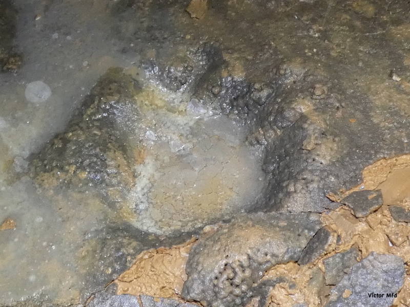 Las huellas de la Cueva de Honseca de Velilla del Río Carrión son de oso cavernario