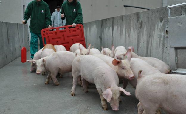 El porcino reduce más de un 5% sus emisiones de Gases de Efecto Invernadero por tonelada de carne