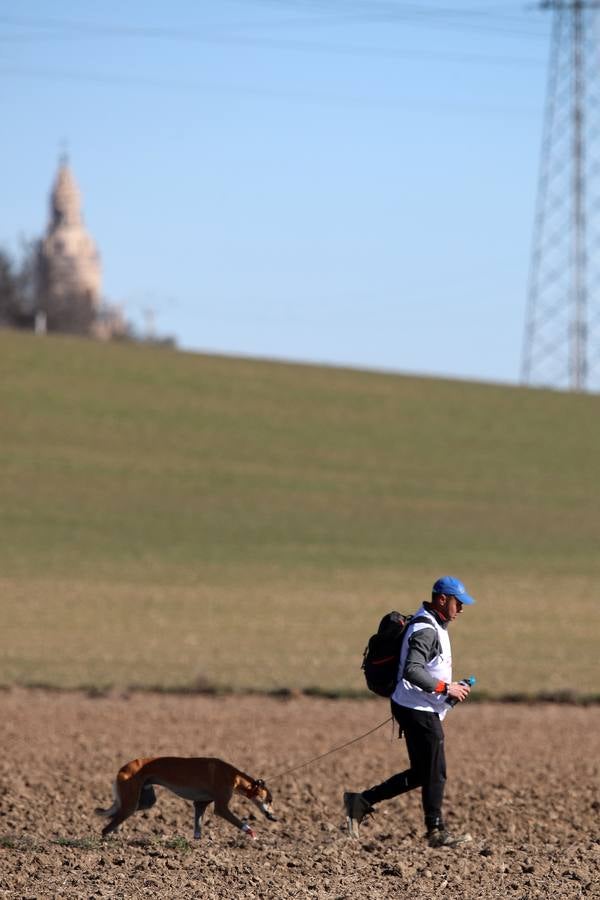 El galgo castellano y leonés Rubio de Triki se impone en el Campeonato Nacional