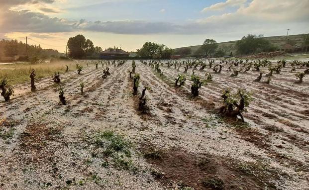 El capital asegurado por el seguro agrario alcanza los 15.590 millones, su máximo histórico