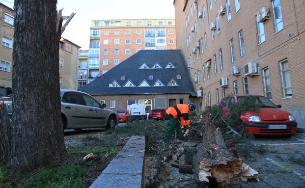 Las rachas de viento arrancan un ciprés en el ambulatorio de Santo Tomás