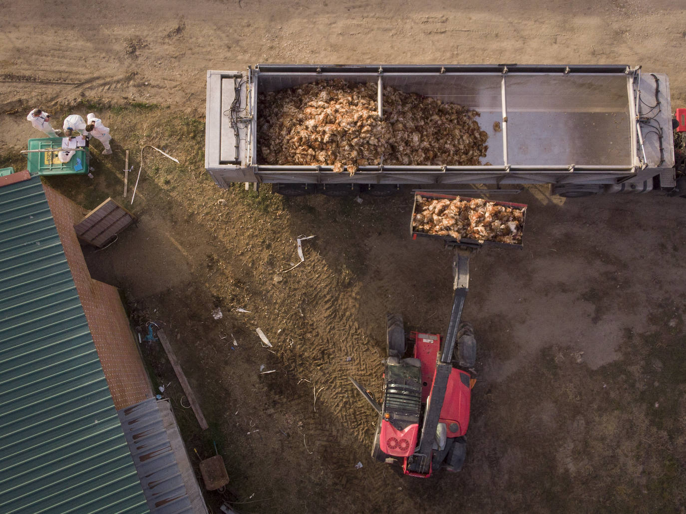 Retiran las 133.750 gallinas de la granja de Íscar afectada por un foco de gripe aviar