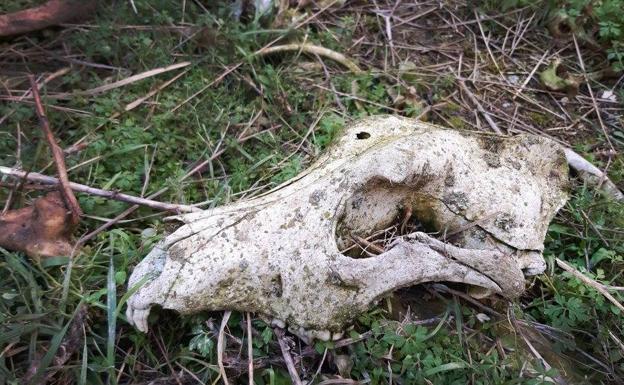 Hallan tres galgos con «signos de muerte violenta» en una antigua yesera de Valladolid