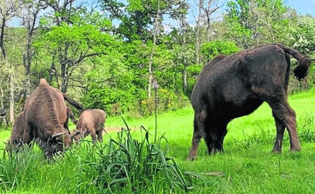 La reserva de bisontes de Mudá cumple doce años en el impulso del desarrollo rural y la biodiversidad