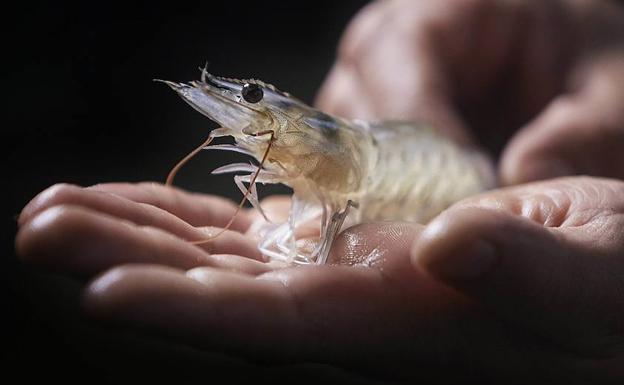 Noray capta 16 millones para aumentar la producción de langostinos en Medina del Campo