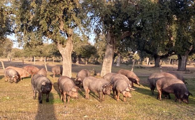 Tailandia audita al sector del porcino para abrir el comercio de carne y despojos