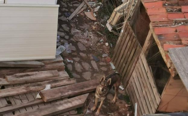 Pacma denuncia las precarias condiciones en las que vive un perro en Segovia capital