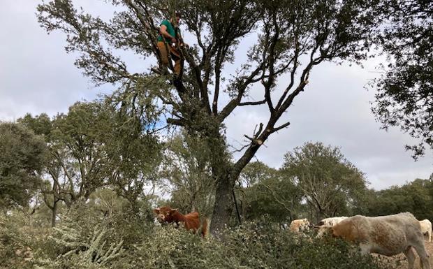 Cortacino, un oficio de cuidado de la dehesa en vías de extinción