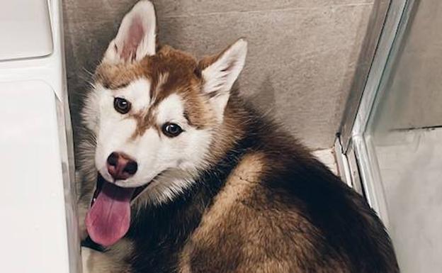 Los drones de la Policía de Valladolid intentarán localizar al cachorro que deambula por las vías