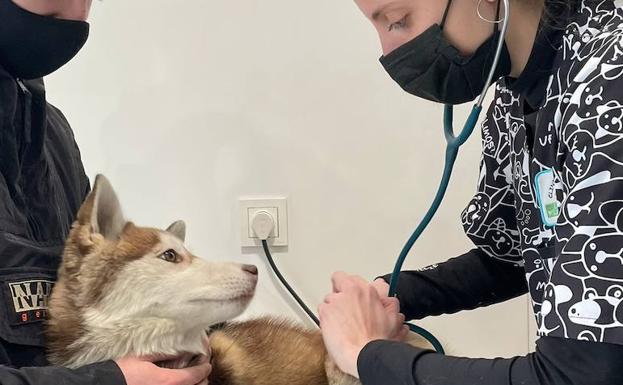 El cachorro Hades ya está en casa tras entrar en una jaula trampa colocada junto a las vías en Valladolid