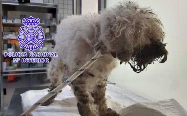 Investigada por no cuidar ni llevar al veterinario a su perro, al que colgaba la lengua y el labio