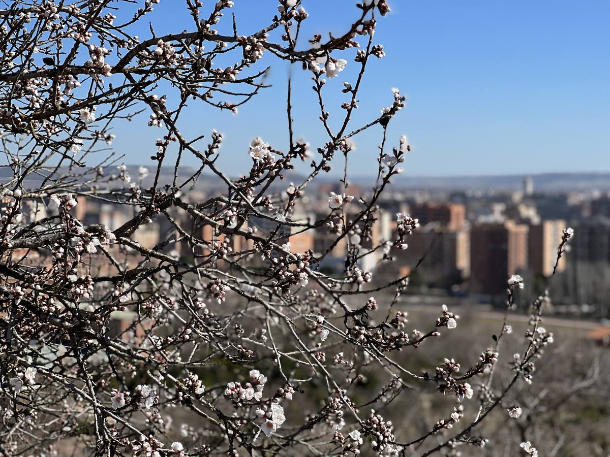 Los almendros ya están en flor en Valladolid