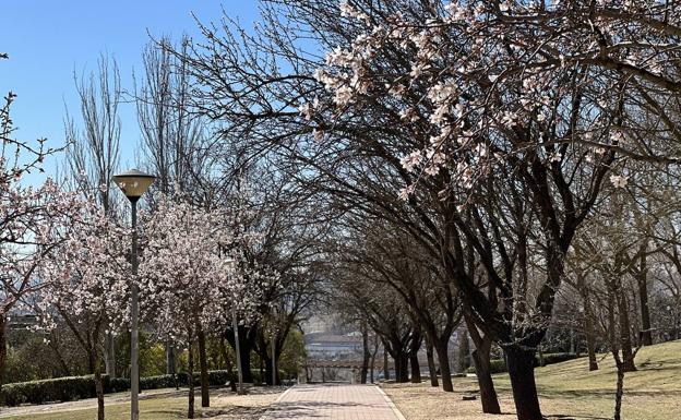 El espectáculo de los almendros vuelve a Valladolid