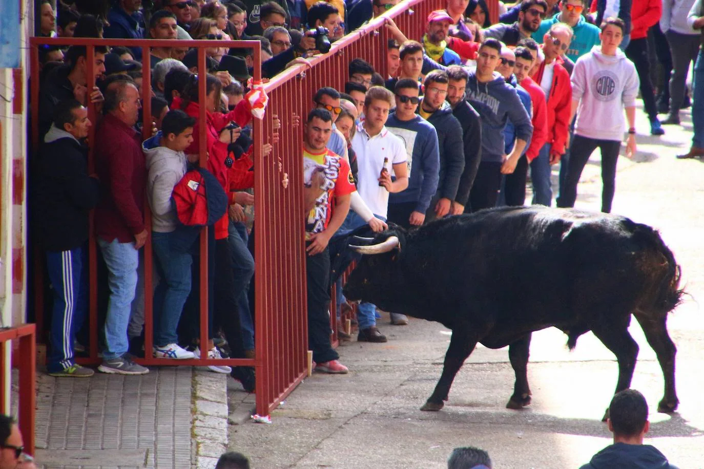 Medina de Rioseco celebrará el 5 de marzo el VII Toro del Carnaval