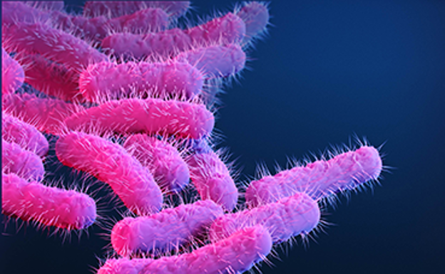 Estos son los síntomas de la bacteria Shigella y así puedes evitar contagiarte