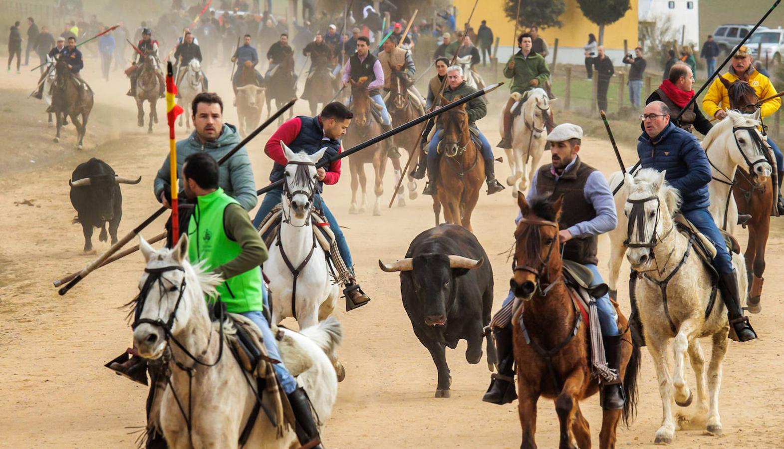 Domingo grande en el Carnaval del Toro de Ciudad Rodrigo