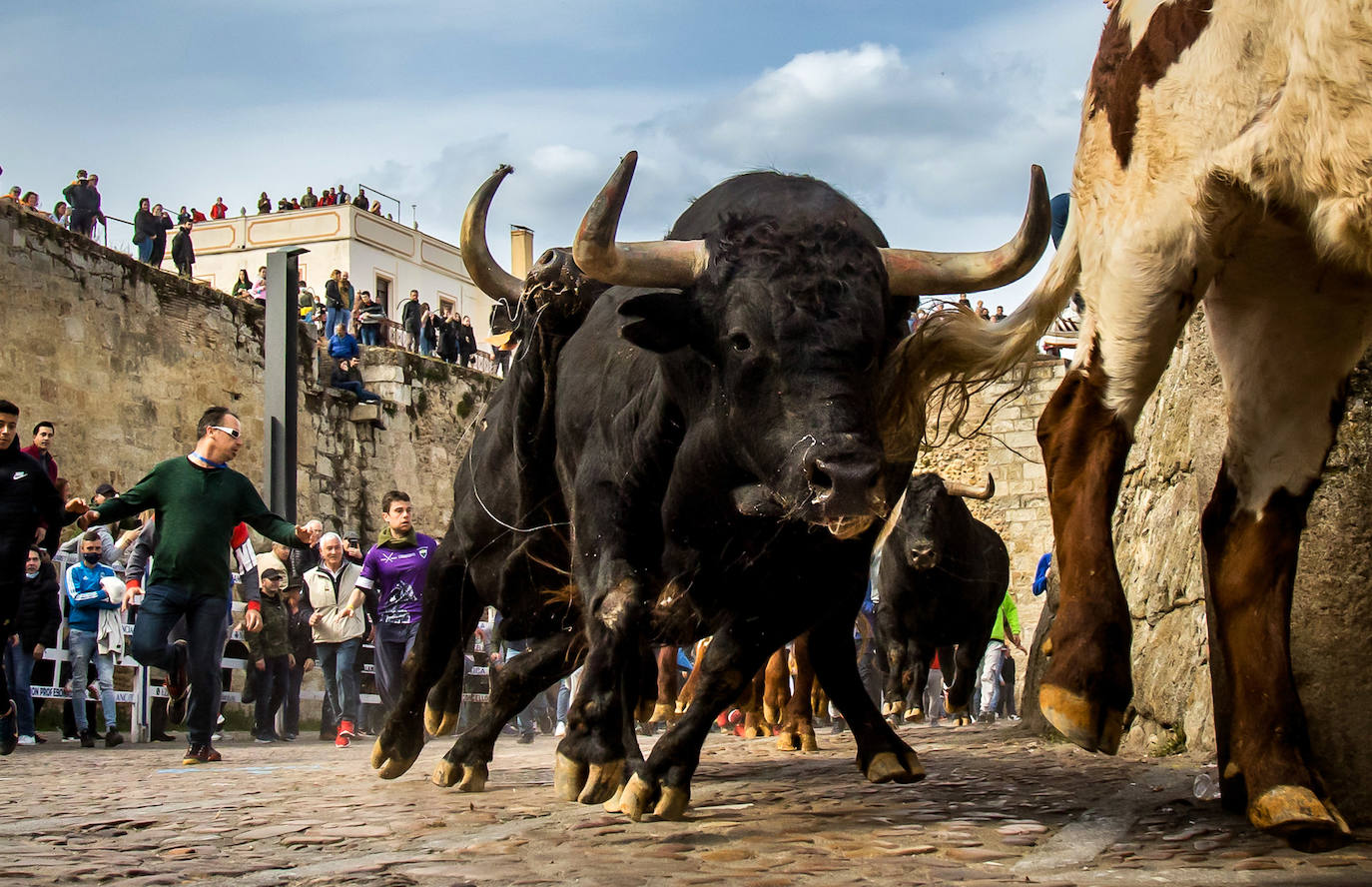 Encierro del Martes de Carnaval en Ciudad Rodrigo