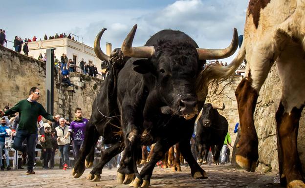 Ciudad Rodrigo disfruta con los festejos taurinos del martes del Carnaval del Toro