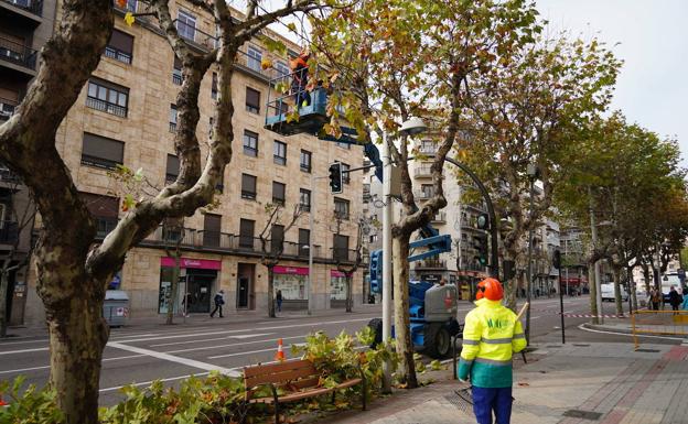 El Ayuntamiento de Salamanca repondrá más de 500 árboles durante la campaña anual en toda la ciudad