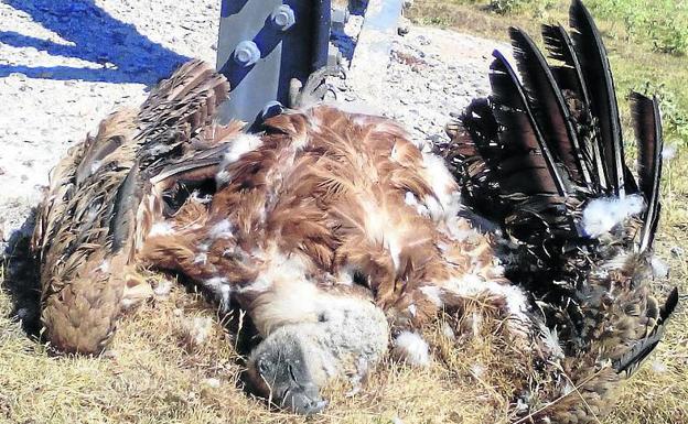 Descubiertas más de treinta aves muertas por electrocución desde el inicio del año