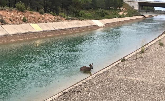 El canal del trasvase Tajo-Segura, trampa mortal para muchos animales