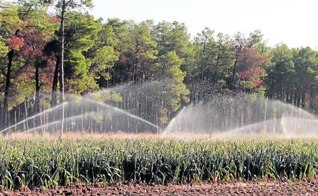 La escasez de lluvias amenaza los cultivos y pone en riesgo las cosechas en la provincia