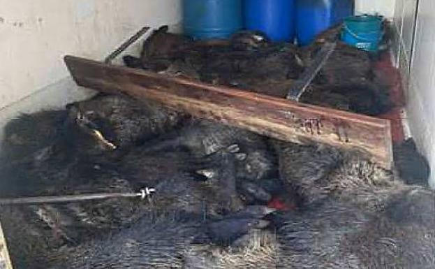 Investigados dos empresarios cárnicos por abandonar 16 jabalíes muertos sin refrigeración en Valladolid