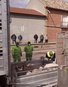Vuelca un camión cargado de cerdos en el casco urbano de Valdunquillo 7 FNlnoosXIAA7KK9 kSwB U16012830966576cE