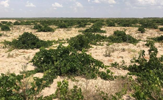 El ángel que protege la vieja viña de Madrigal de las Altas Torres
