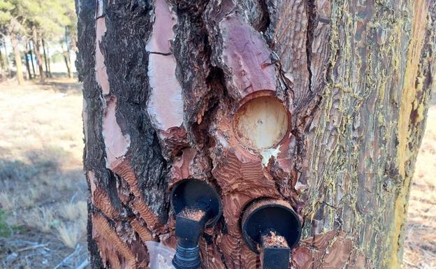 El sector resinero busca claves en la innovación para ampliar horizontes