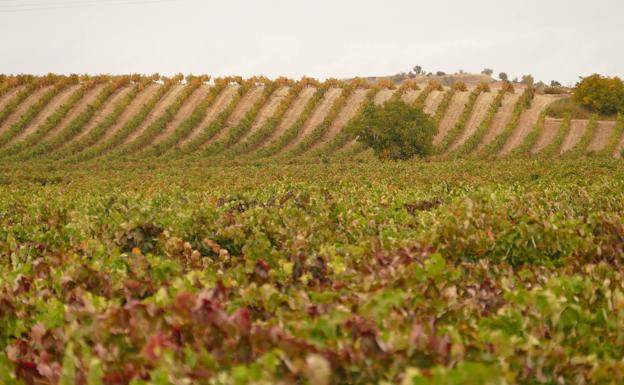 Ribera del Duero exporta ya el 18% de su producción a más de cien países
