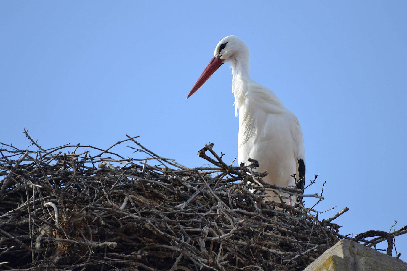 Detectado un foco de gripe aviar en Santa María la Real de Nieva