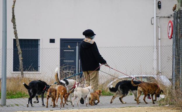 El Ayuntamiento recuerda a los propietarios de perros cómo actuar ante la oruga procesionaria